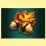 Acorn